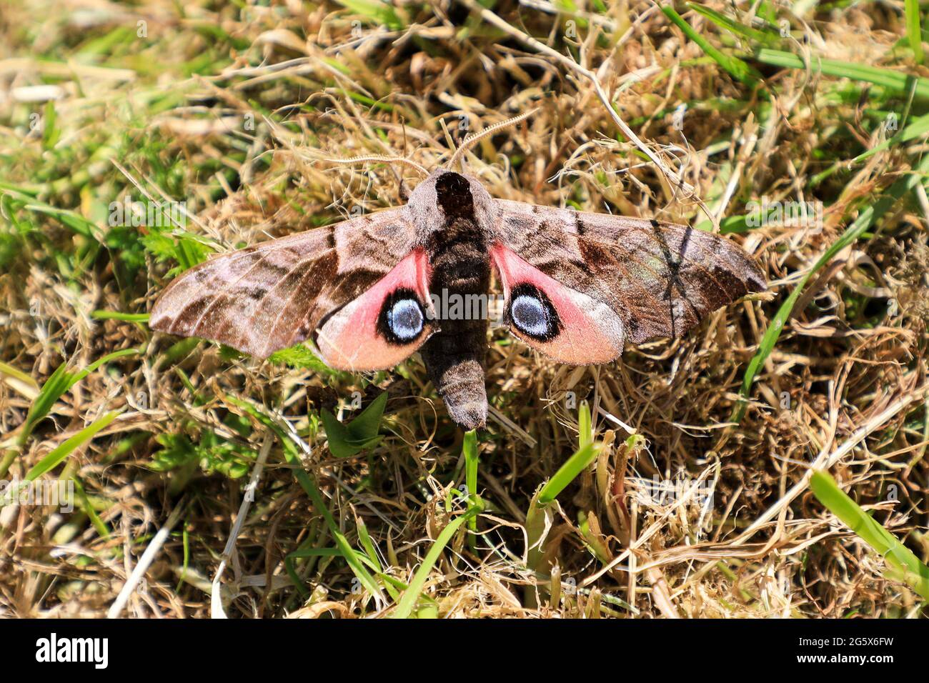 An Eyed hawk-moth (Smerinthus ocellatus) resting on grass, Norfolk, England, UK Stock Photo