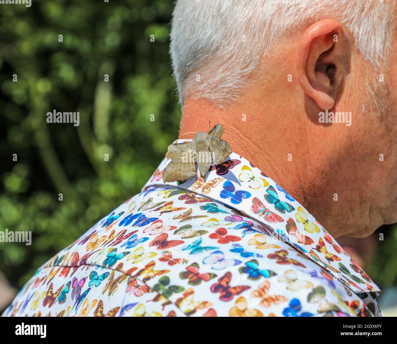 An Eyed hawk-moth resting on a man's collar and neck of a shirt with a butterfly pattern, Hickling Broad, Norfolk, England, UK Stock Photo