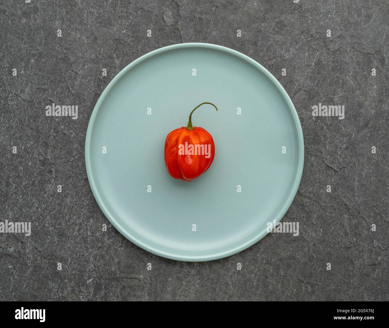 Plan view of a red Scotch Bonnet chilli pepper on a duck egg blue plate. Stock Photo