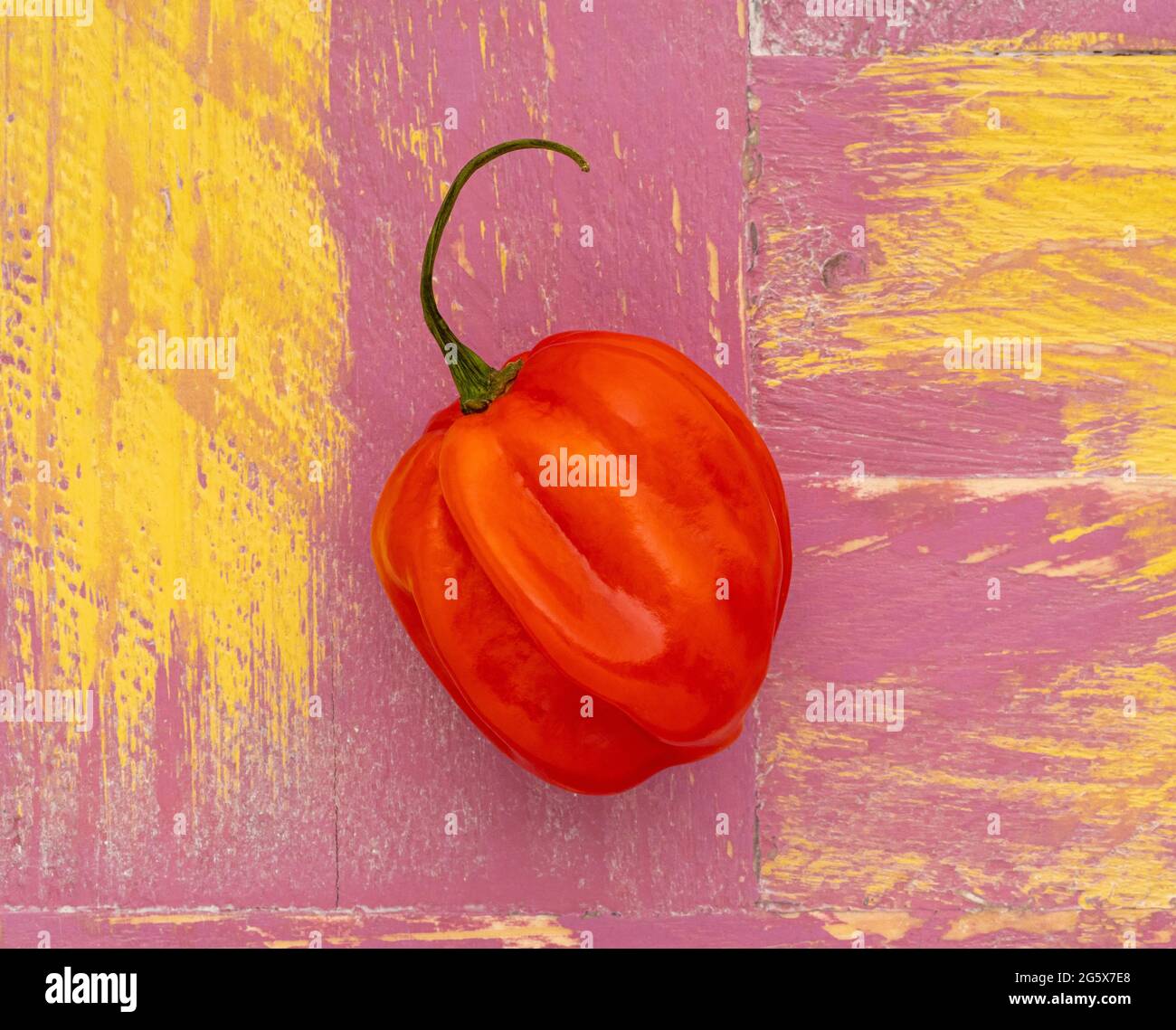Plan view of a single red Scotch Bonnet chilli pepper on a pink and yellow, wooden background. Stock Photo