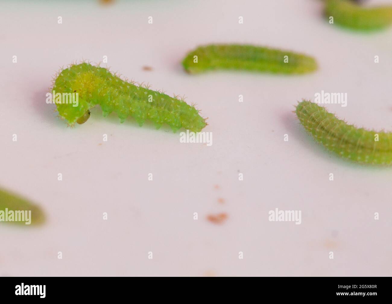 Caterpillar worm insect larva hi-res stock photography and images - Alamy