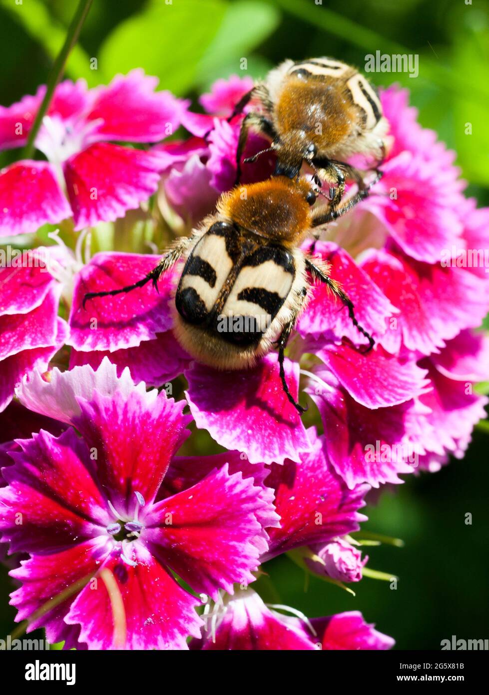 TRICHIUS FASCIATUS Eurasian Bee beetle on flower Stock Photo