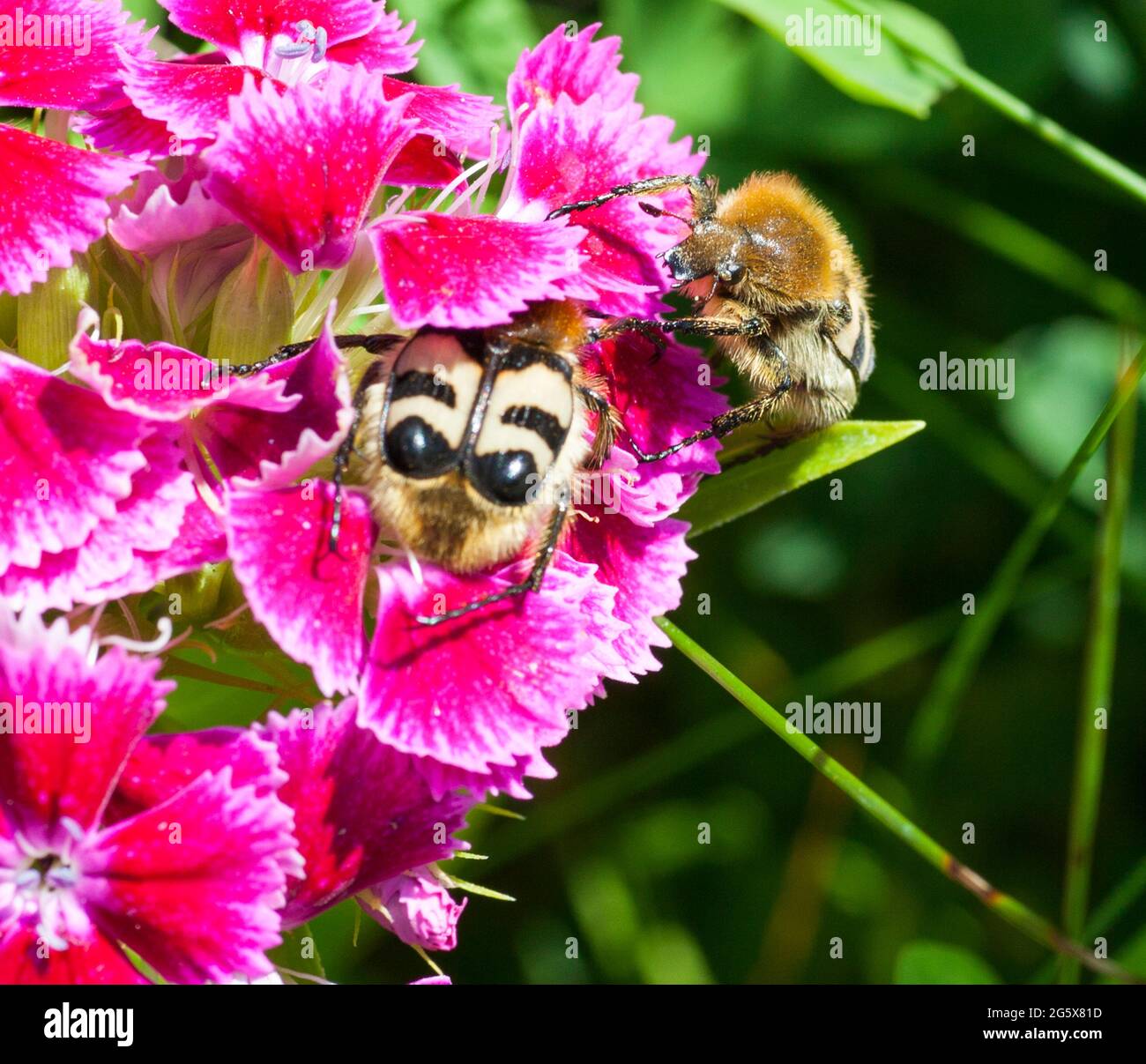TRICHIUS FASCIATUS Eurasian Bee beetle on flower Stock Photo