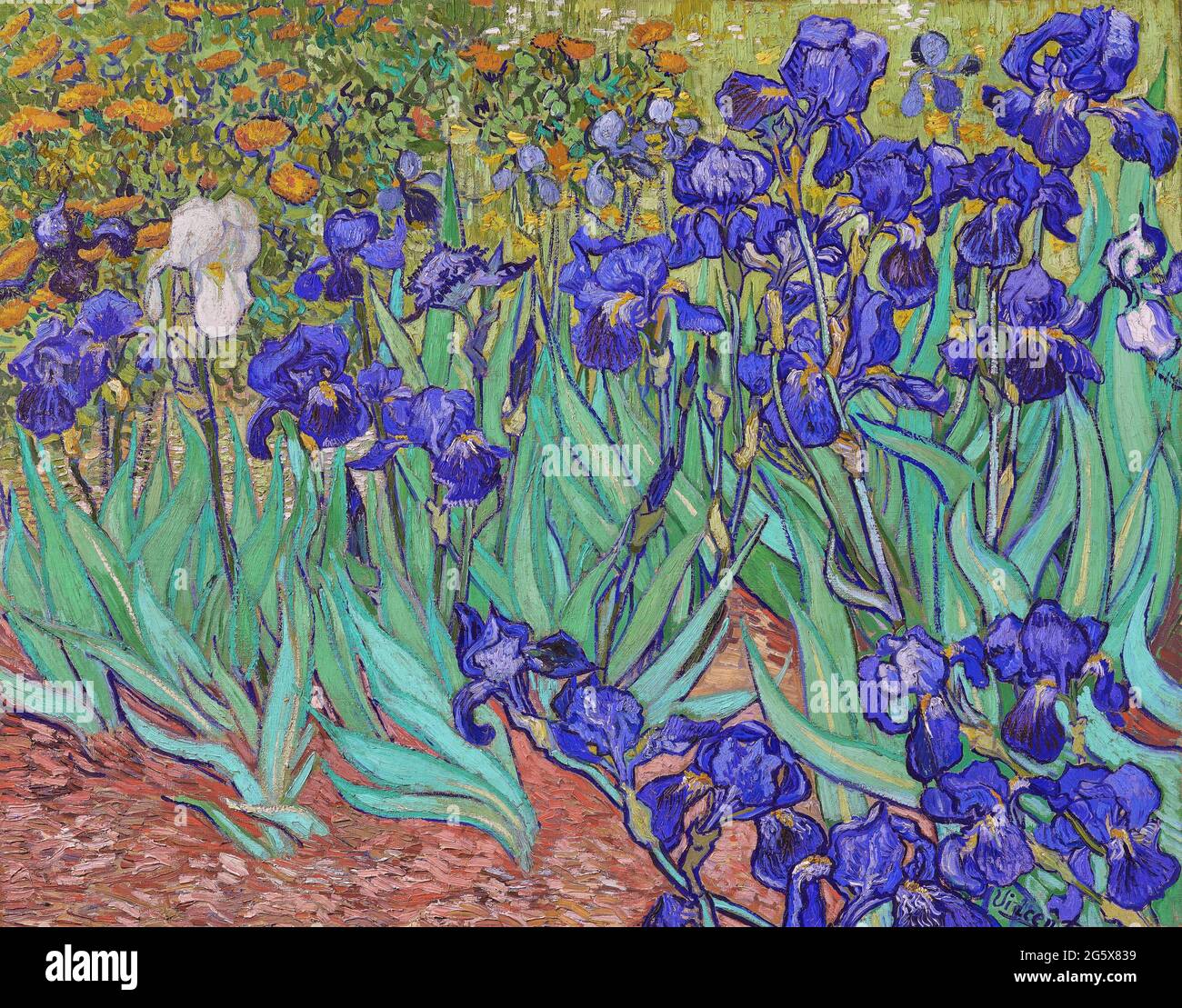 Irises by Vincent Van Gogh 1889. Getty Museum in Los Angeles, USA Stock Photo