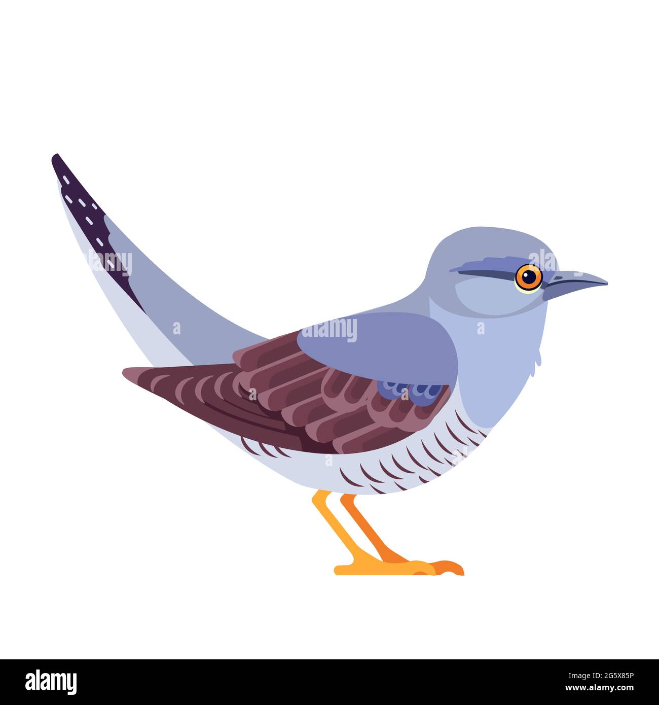 Common cuckoo is a member of the cuckoo order of birds, Cuculiformes. Bird  Cartoon flat style beautiful character of ornithology, vector illustration  Stock Vector Image & Art - Alamy