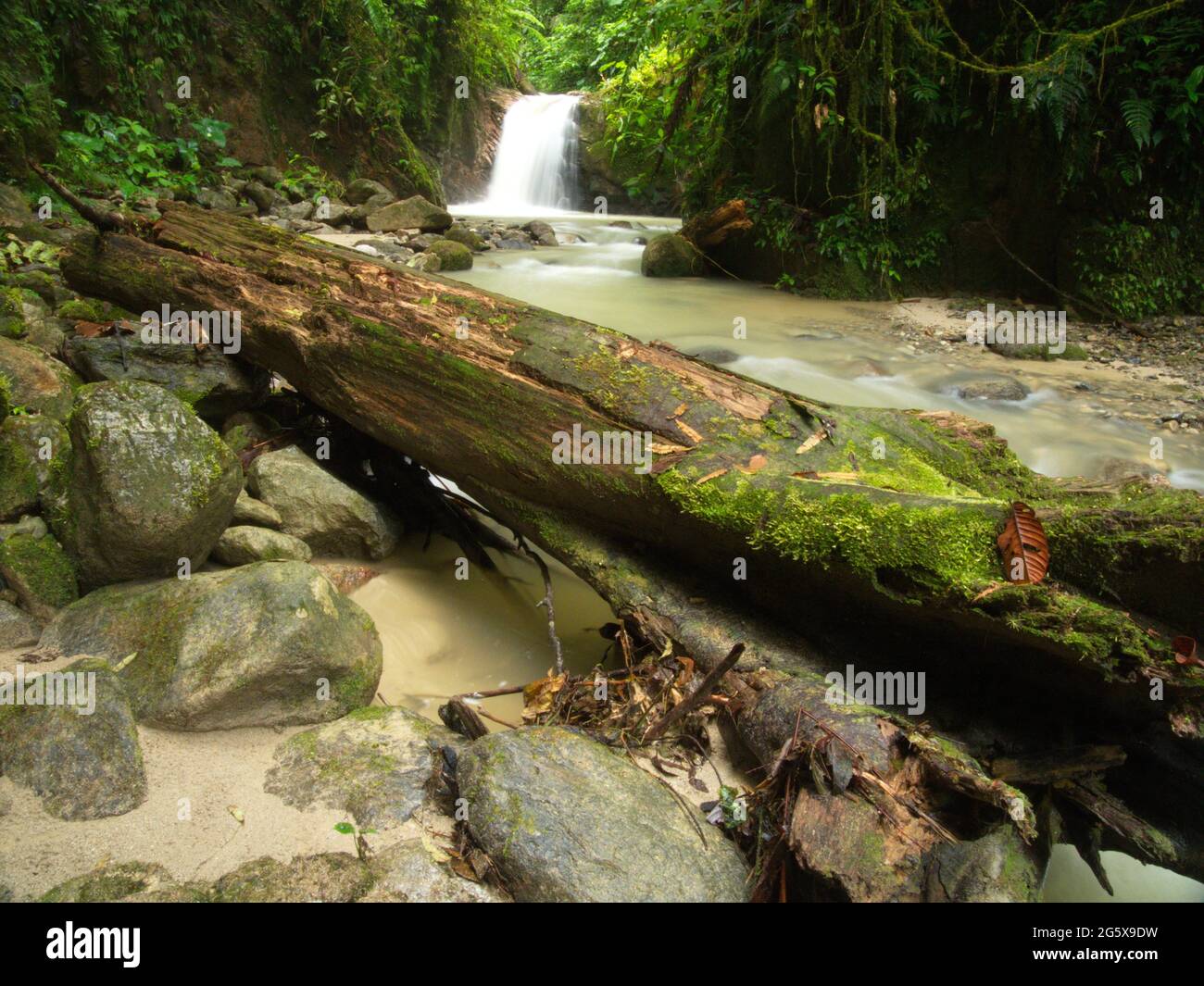 Tranquil forest scene with fallen log and no people Podocarpus National Park, Ecuador. Stock Photo