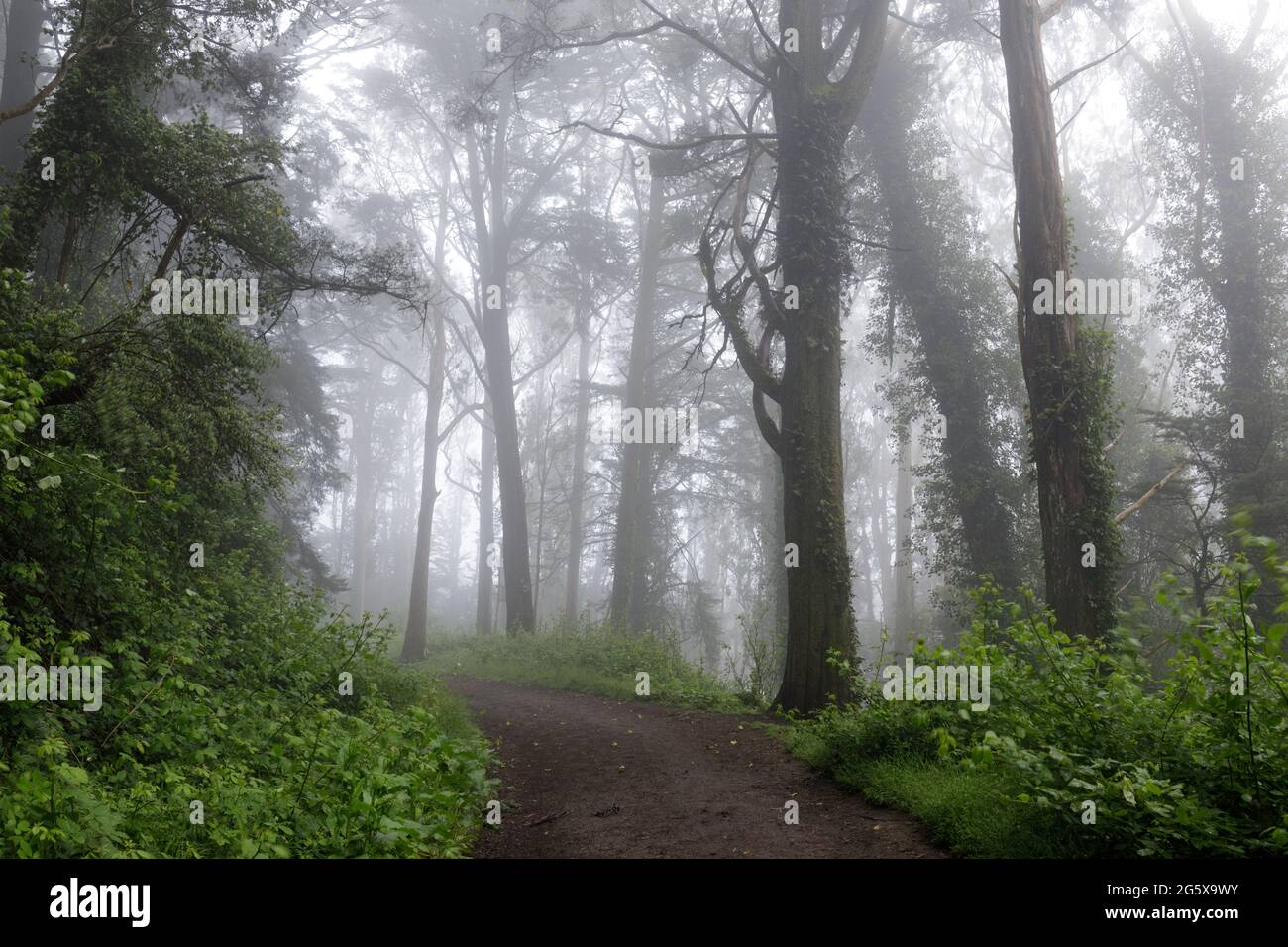 Trail crossing Blue Gum Eucalyptus Forest in Summer Fog. Mount Davidson, San Francisco, California, USA. Stock Photo