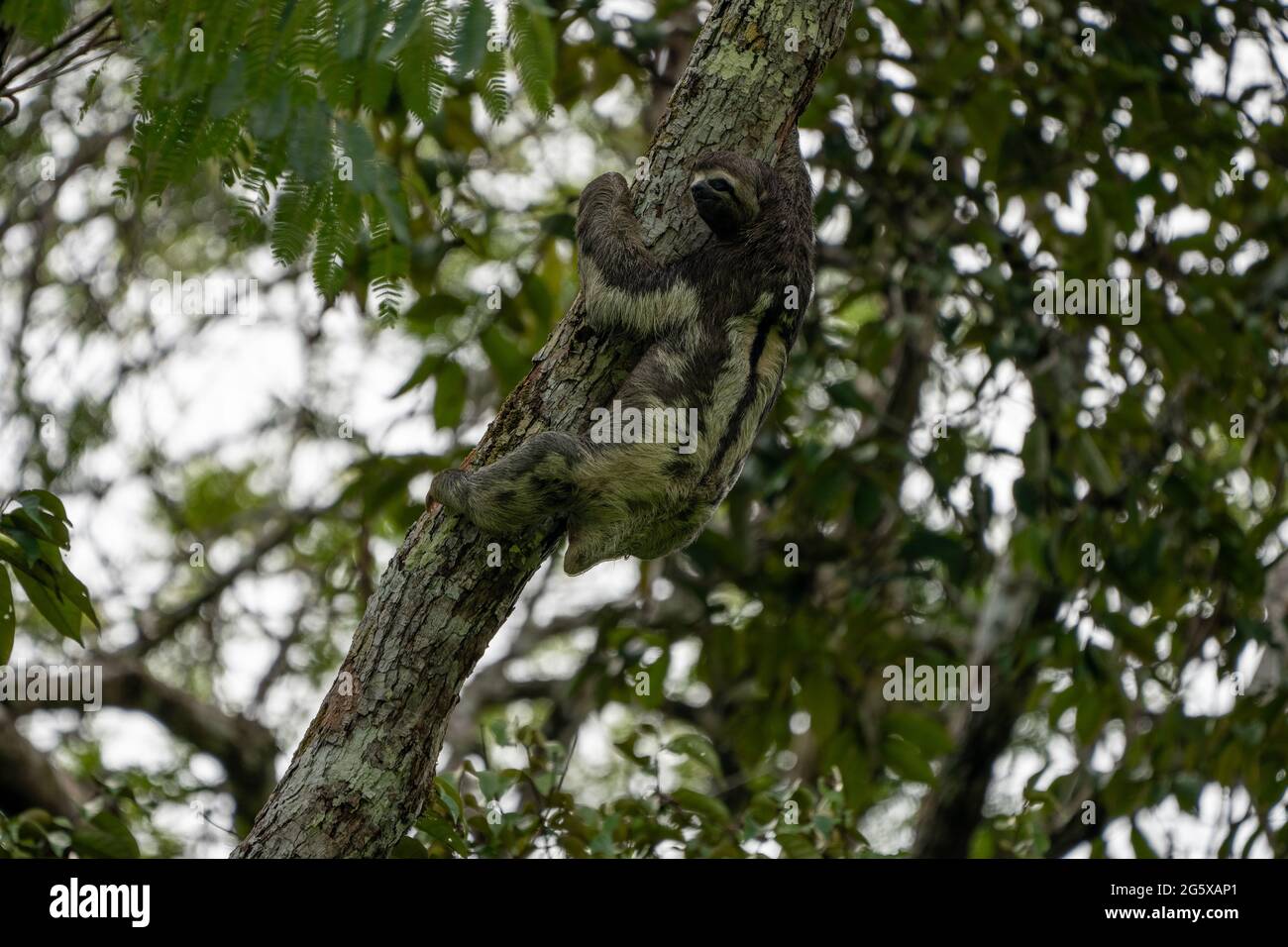 A Brown-throated Three-Toed Sloth Hangs from tree branches in the Peruvian Amazon Stock Photo