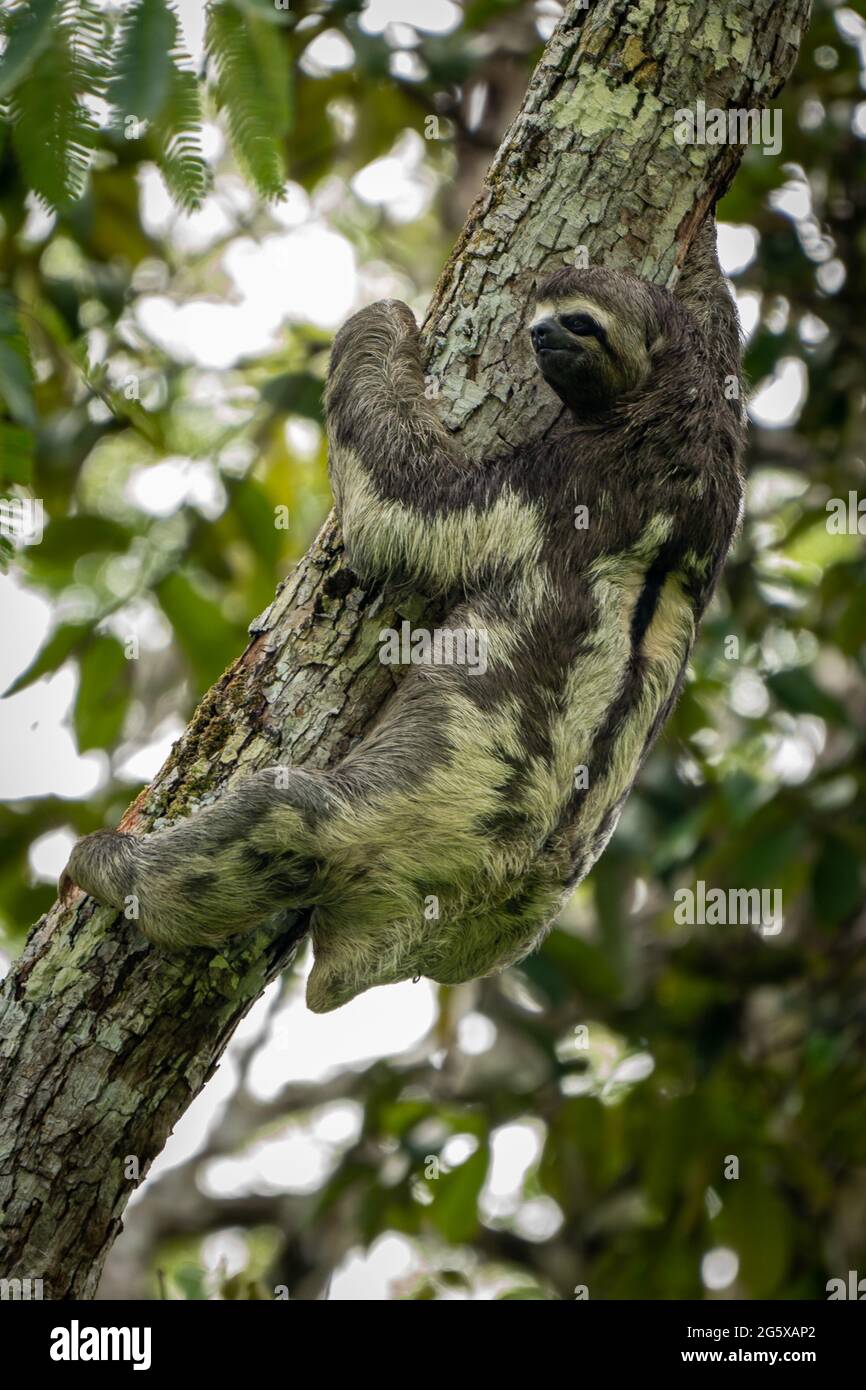 A Brown-throated Three-Toed Sloth Hangs from tree branches in the Peruvian Amazon Stock Photo