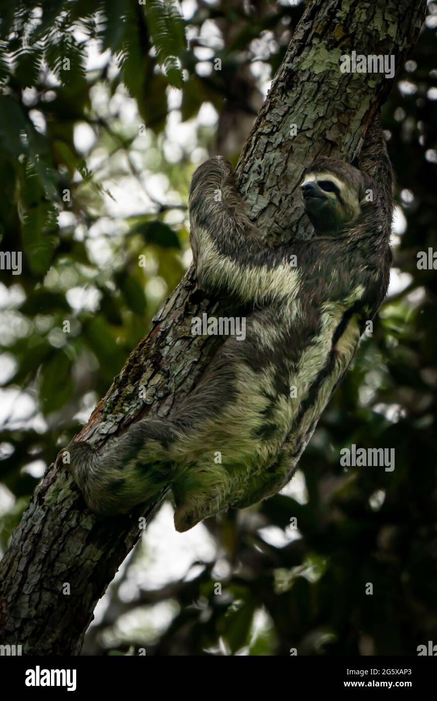 A Brown-throated Three-Toed Sloth Hangs from tree branches in the Peruvian Amazon Stock Photo