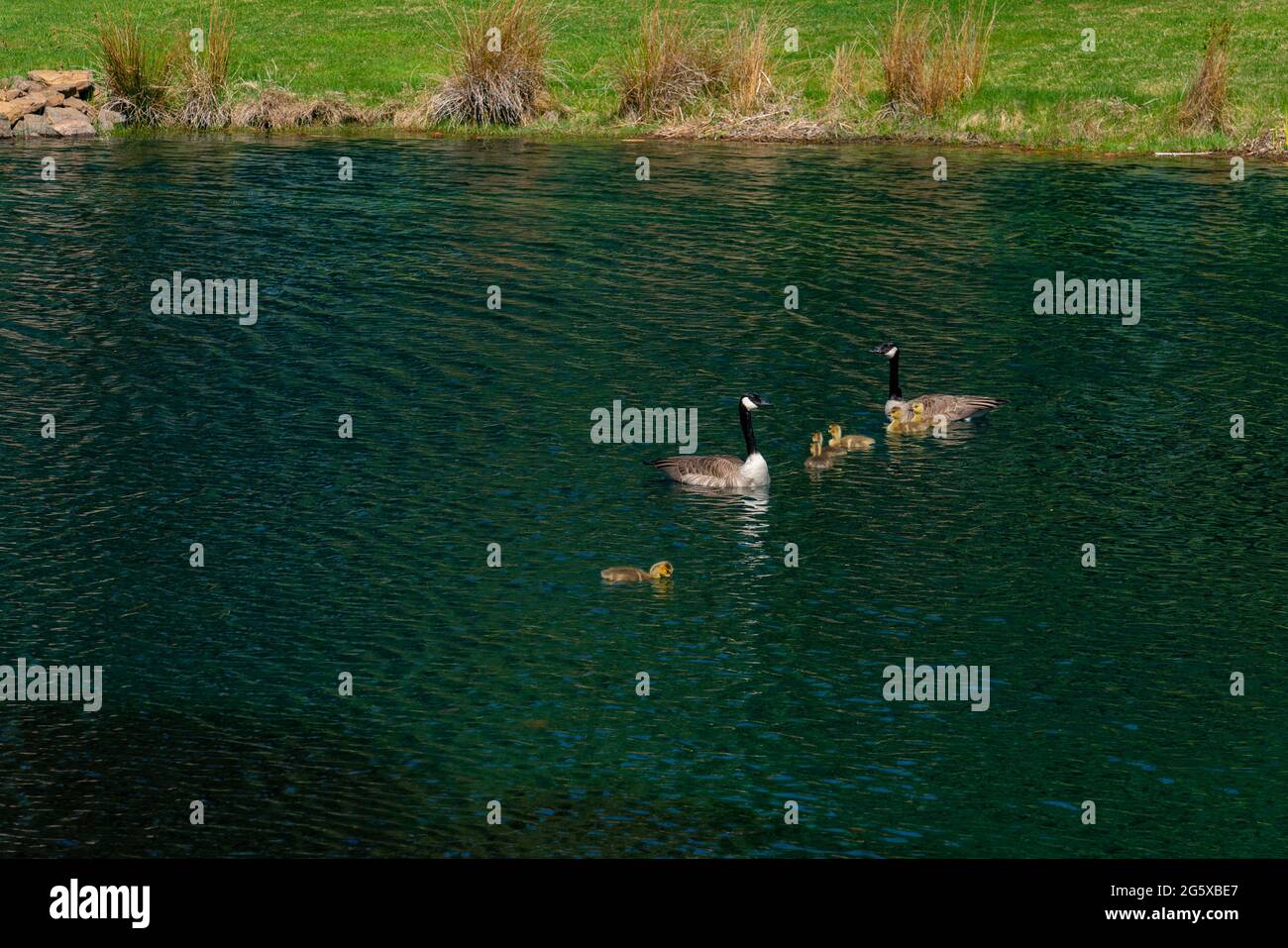 Two Canadian Geese and six goslings on a pond Stock Photo