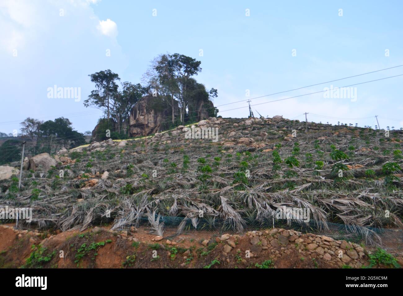 Kerala style pineapple planting hires stock photography and images Alamy