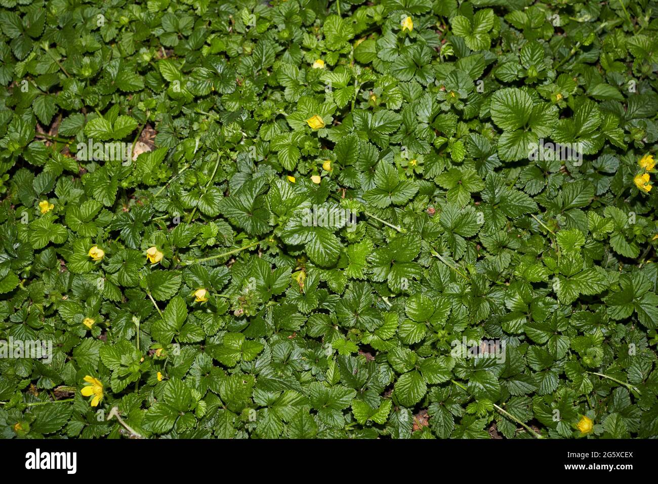 Duchesnea indica textured leaves Stock Photo