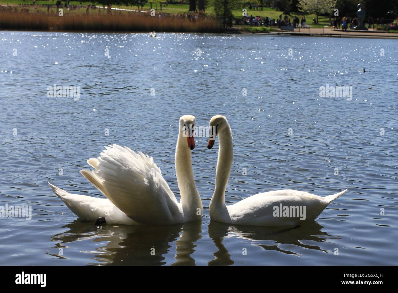 Two swans on the lake. Summer. National park. Wildlife.  Stock Photo