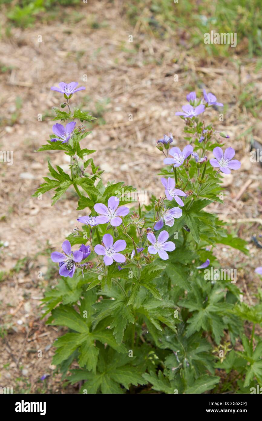 Geranium sylvaticum purple flowers Stock Photo