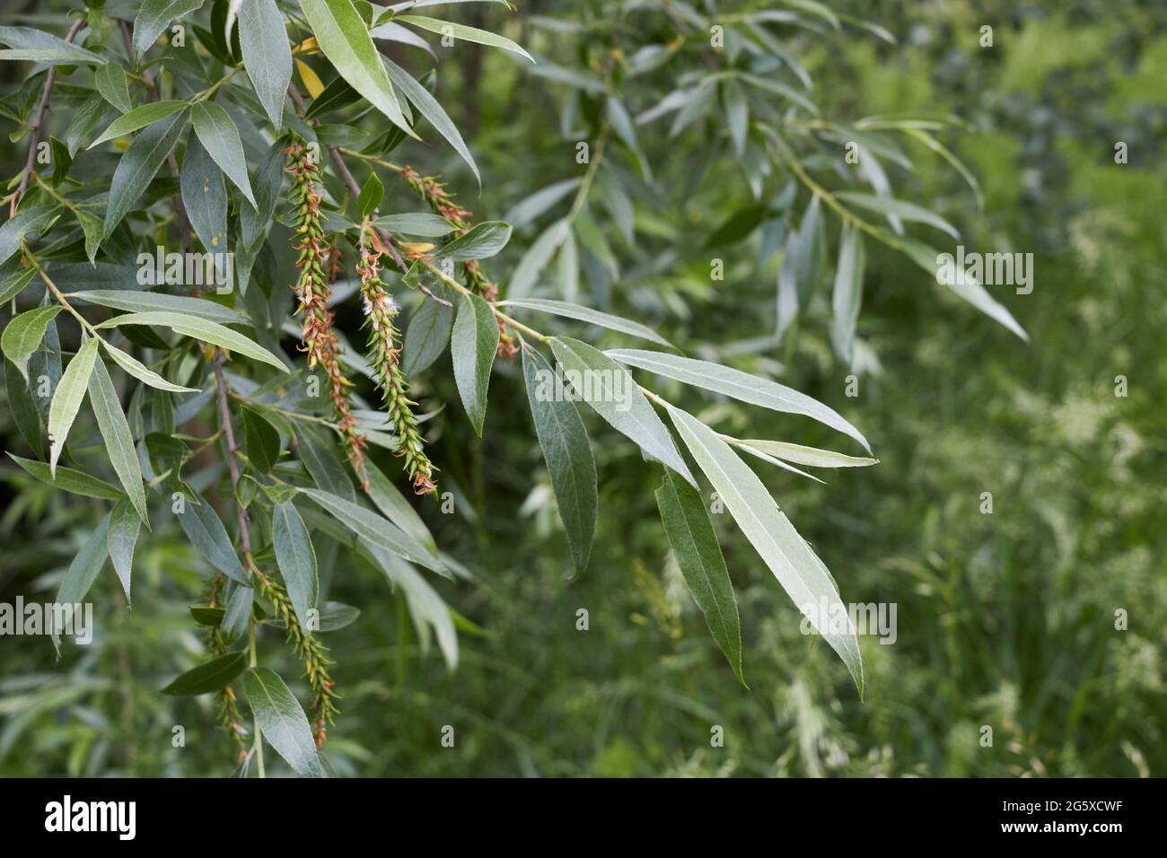 Salix alba branch and trunk close up Stock Photo
