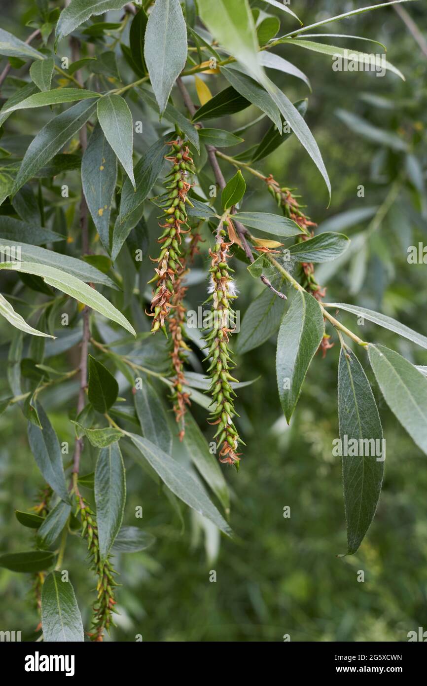 Salix alba branch and trunk close up Stock Photo