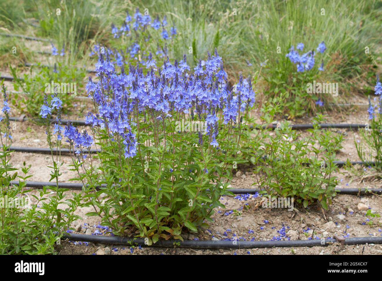 Veronica austriaca blue inflorescence Stock Photo