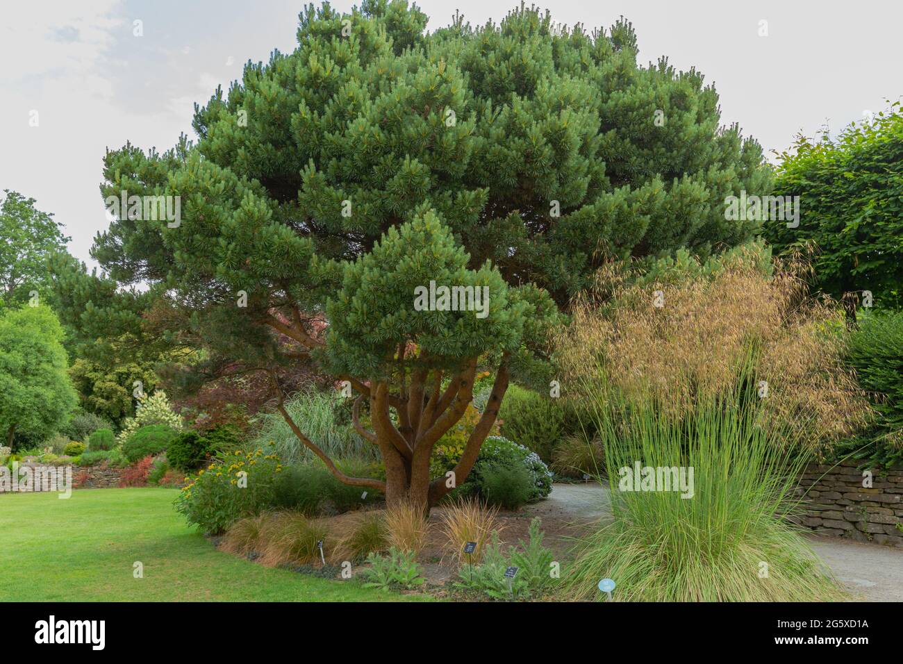 Pinus sylvestris the scots or european red pine, a species of pine in the pinaceae family Stock Photo
