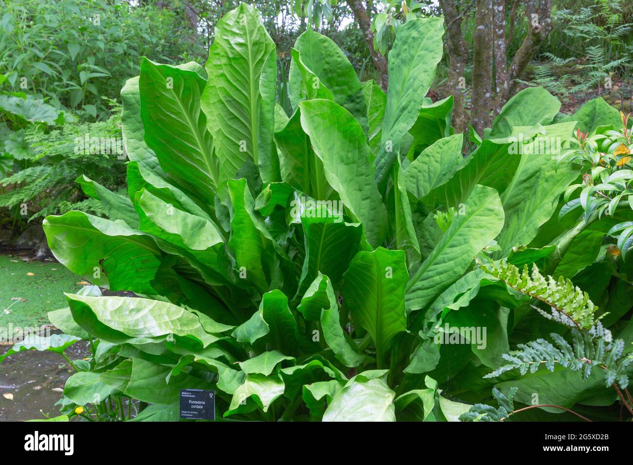 Rodgersia aesculifolia, chestnut leaved rodgersia Stock Photo