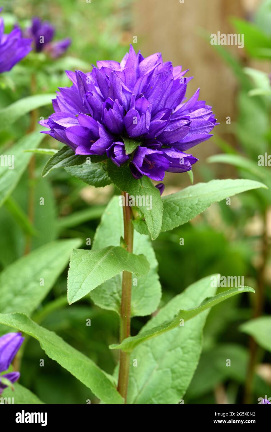 Closeup of the purple flower of Campanula Glomerata. Stock Photo