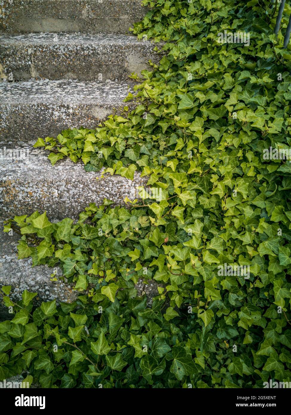 Ivy covering the side of the stairs Stock Photo