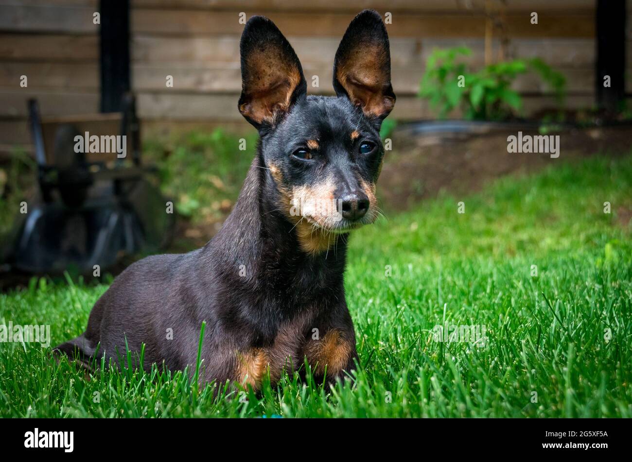 King pinscher 2025