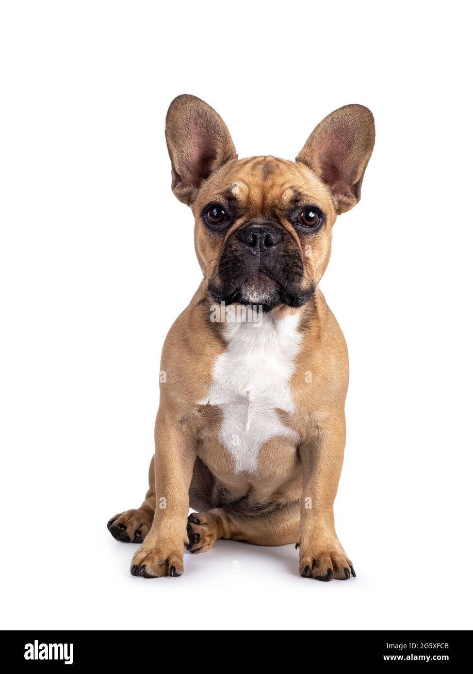 Fawn frenchie hotsell