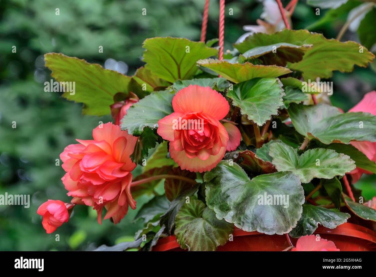 Bright red big flowers of tuberous begonia (Begonia tuberhybrida) in flowerpot close up. Ornamental flowering  begonia in the garden. Floriculture, ga Stock Photo