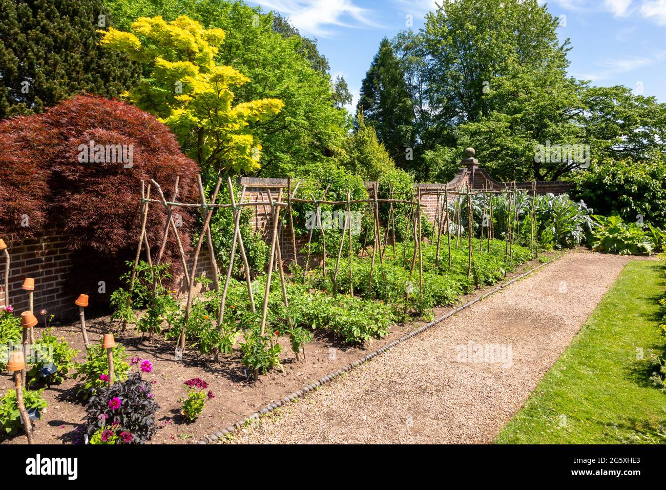 Vegetables growing in a large kitchen garden, Winterbourne House and Garden, UK Stock Photo