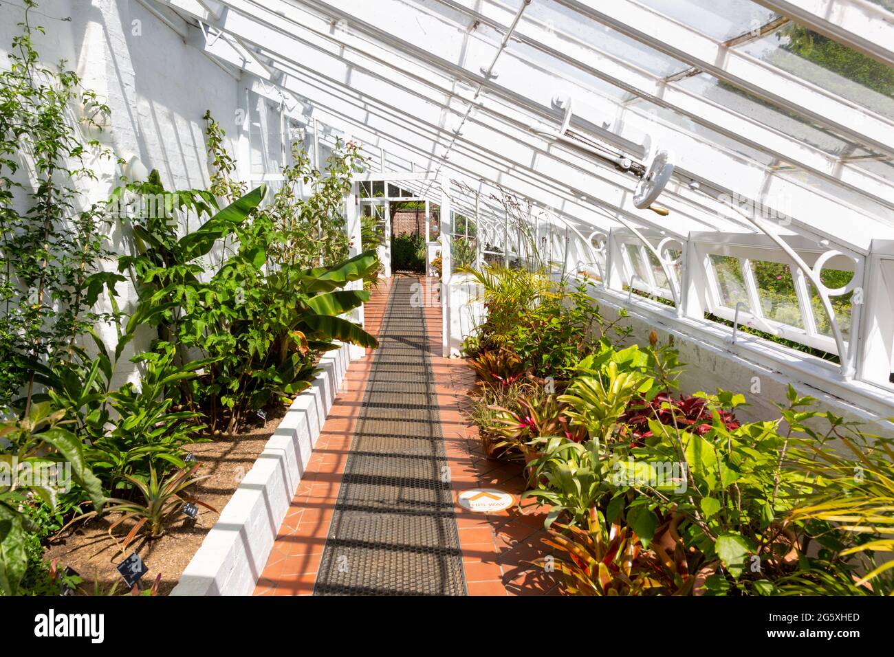 Large greenhouse in Winterbourne House and Gardens, Birmingham, UK Stock Photo