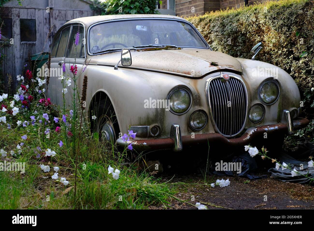 Silbey, Leicestershire, UK. 30th June 2021. A rotting Jaguar 3.4 S-Type sits on a driveway. The Jaguar S-Type saloon car was produced by Jaguar Cars i Stock Photo