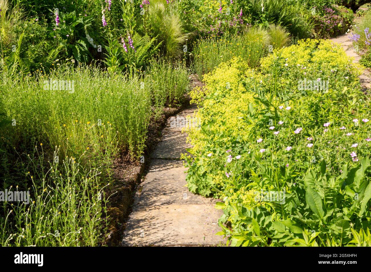 Garden path and border plants, summer 2021 UK Stock Photo