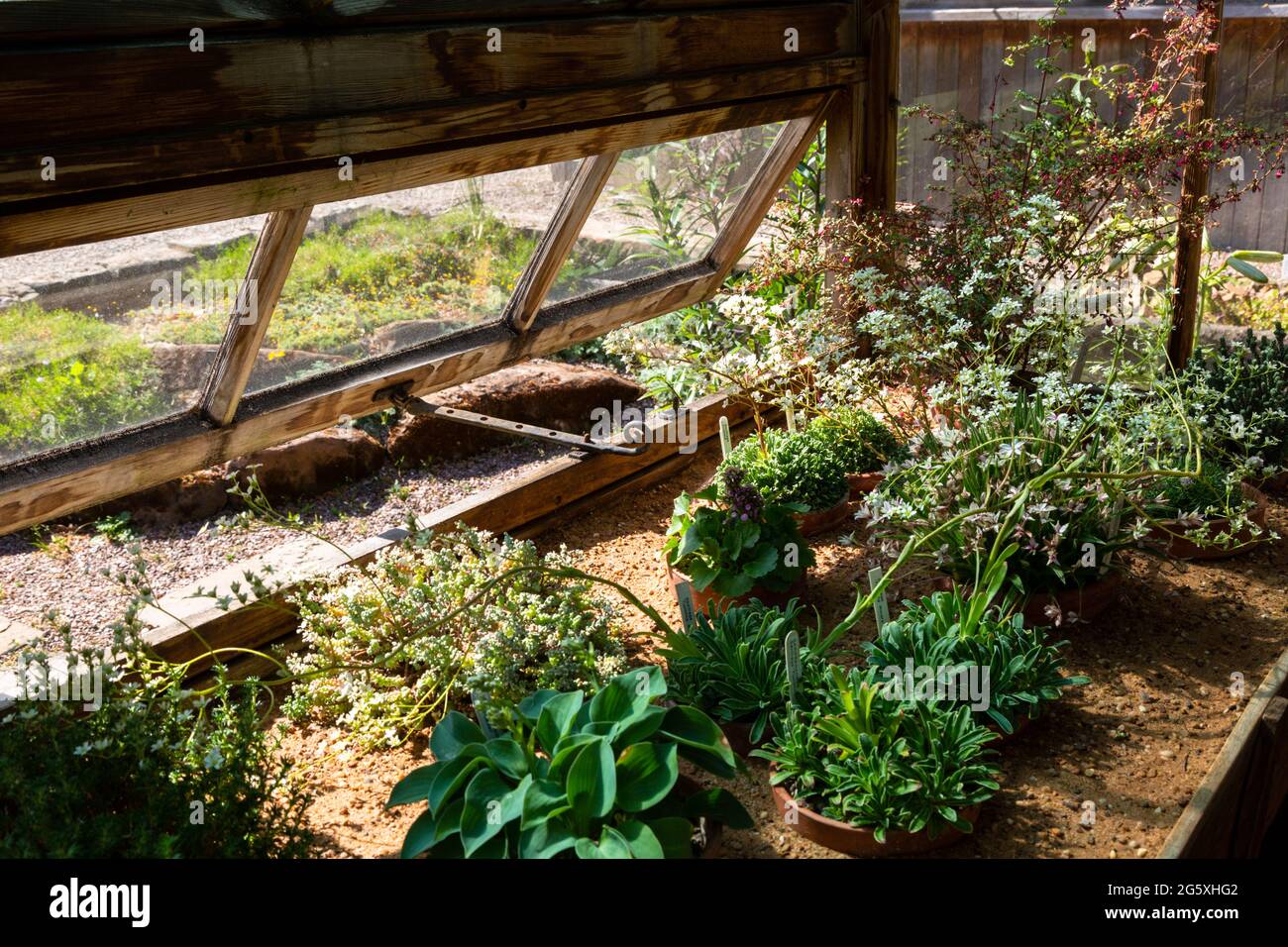 Plants needing hot temperatures in a greenhouse, UK Stock Photo Alamy