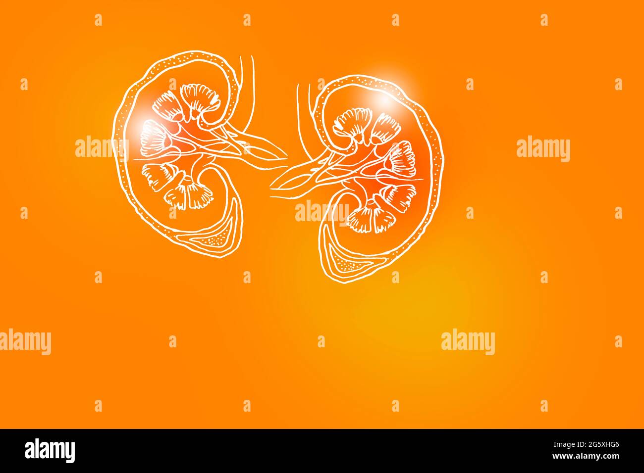 Handrawn illustration of human Kidneys on positive orange background ...