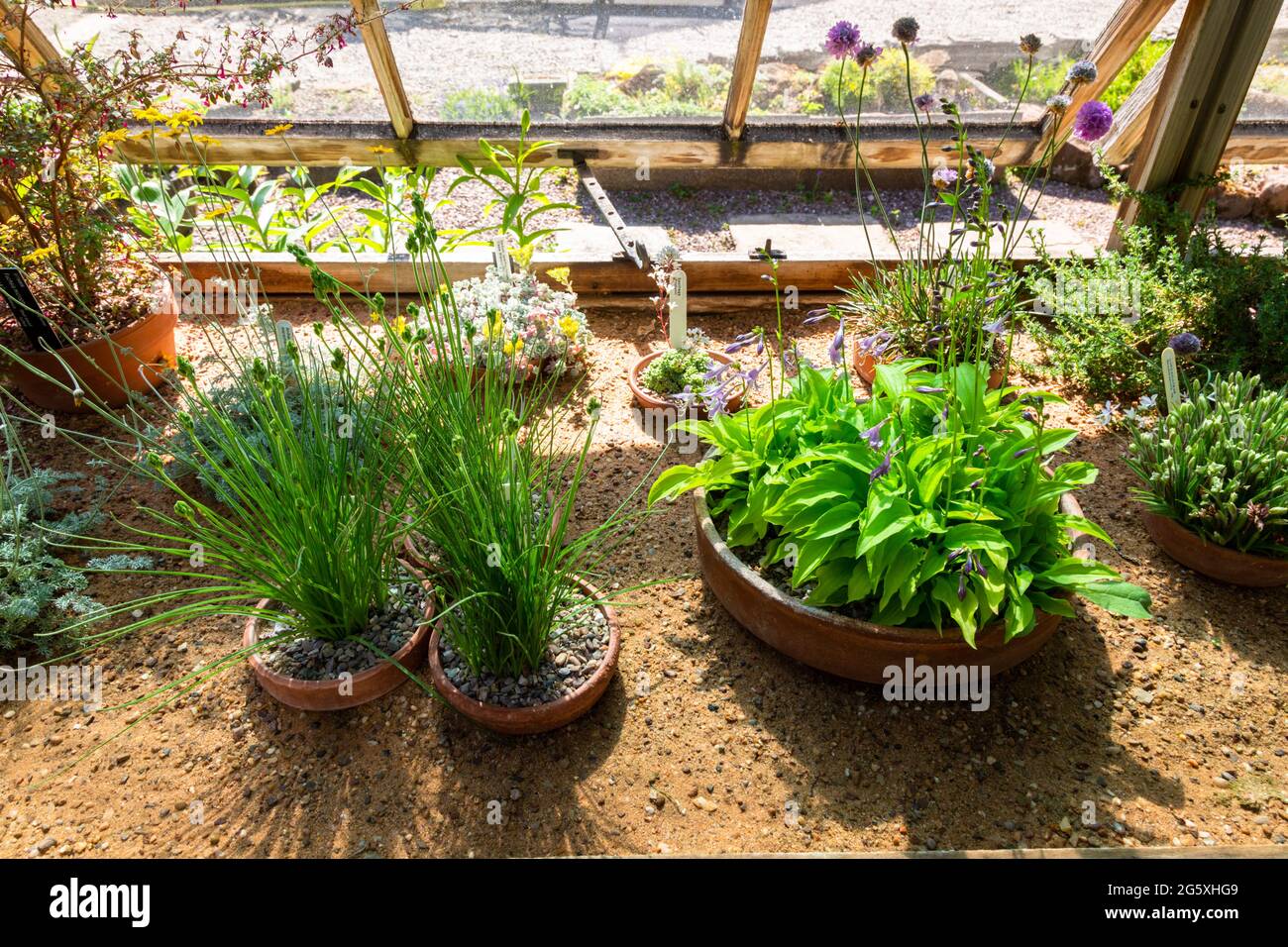 Plants needing hot temperatures in a greenhouse, UK Stock Photo