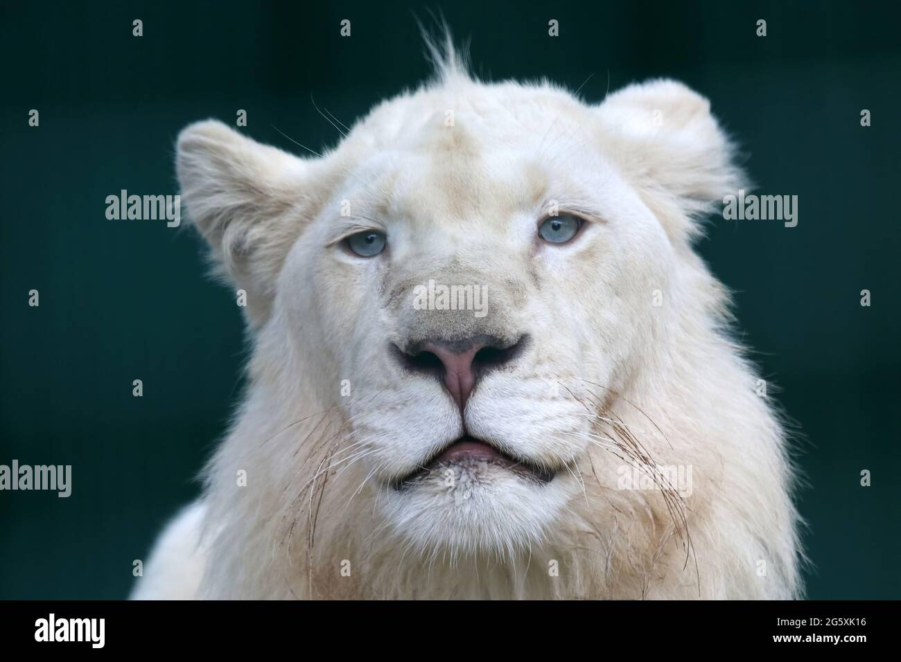 the portrait of a young white lion Stock Photo - Alamy