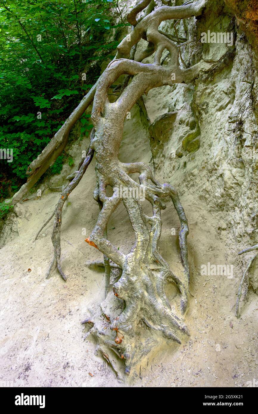 exposed roots on sandstone in the so called Hagenbachklamm in the Danube valley near Saint Andrae-Woerdern, Austria Stock Photo