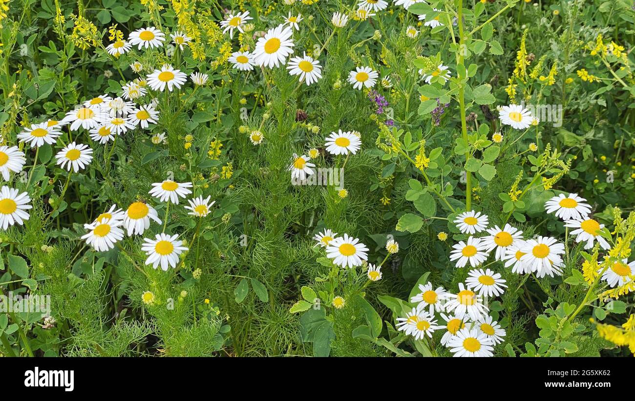 Chamomile flowers medicinal herbs. Nature background green filed Stock Photo