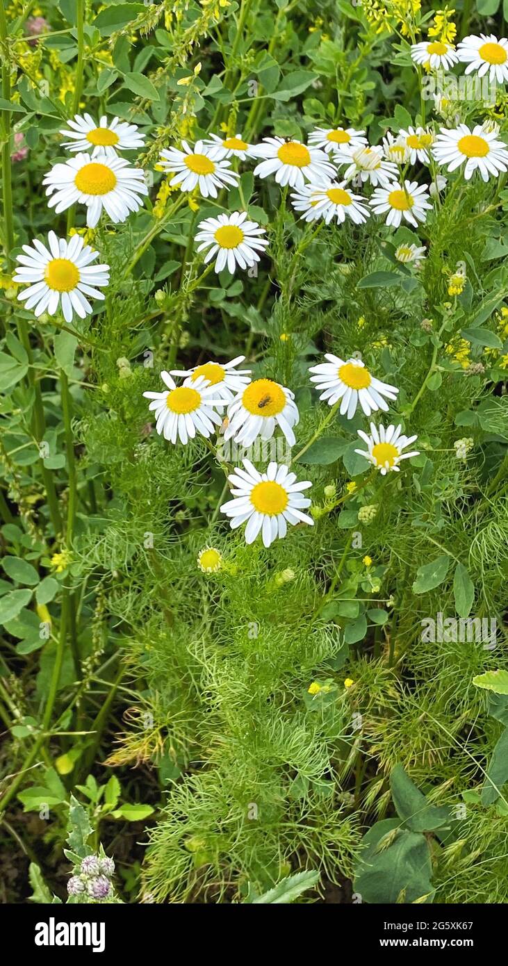 Chamomile flowers with green leaves. Medicinal herbs. Nature background Stock Photo
