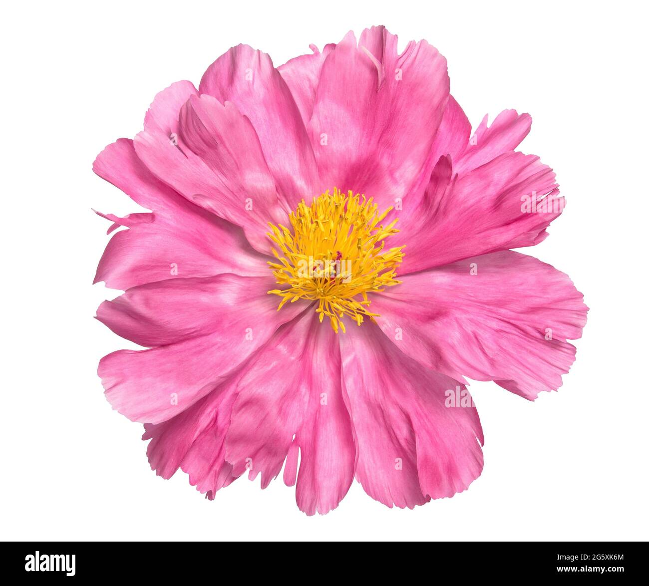 Pink peony flower head isolated on white background Stock Photo