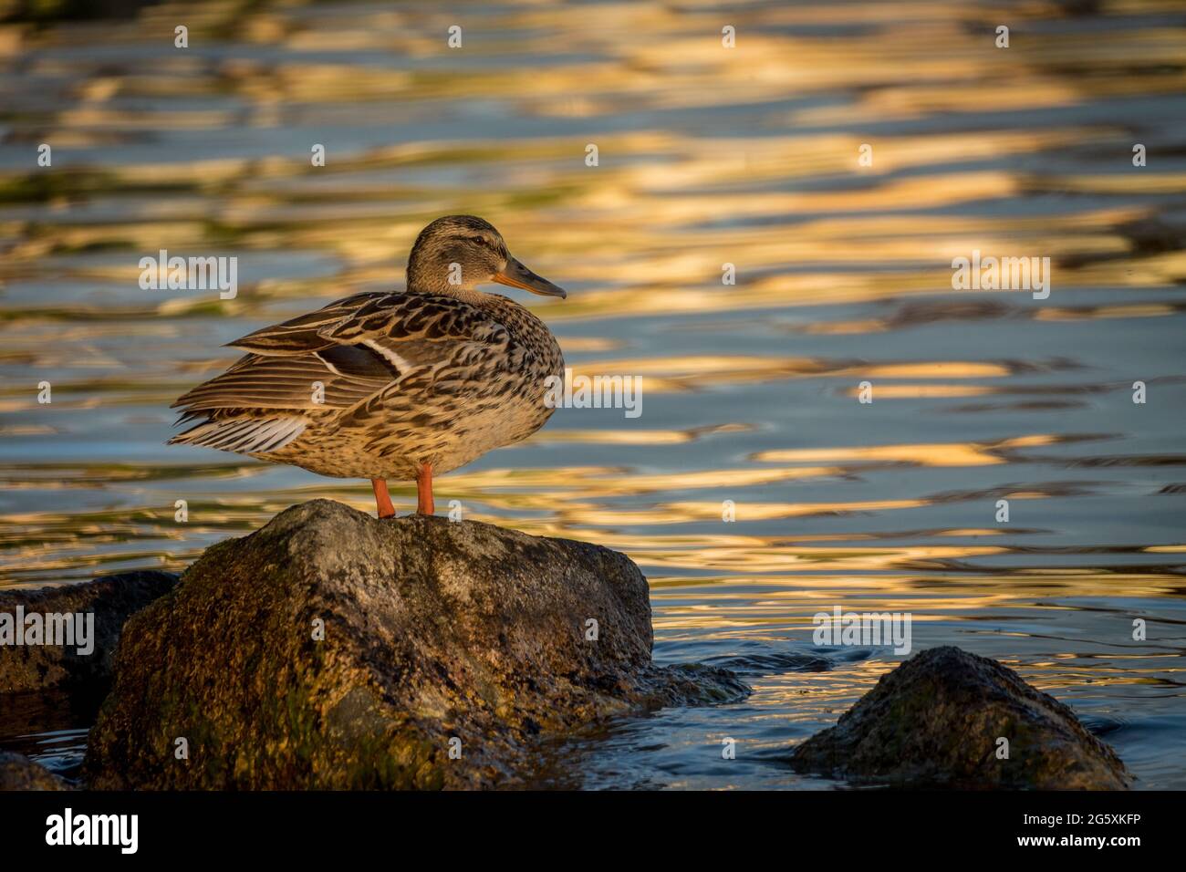 Mallard duck female in the evening light perched on rock Stock Photo