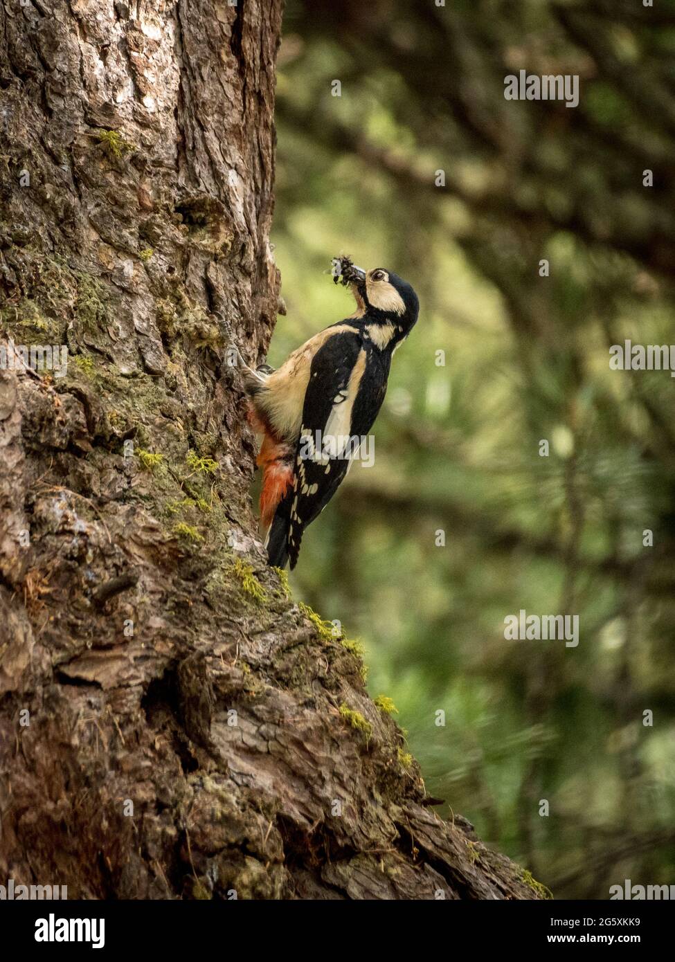 Great spotted woodpecker with food for chicks Stock Photo