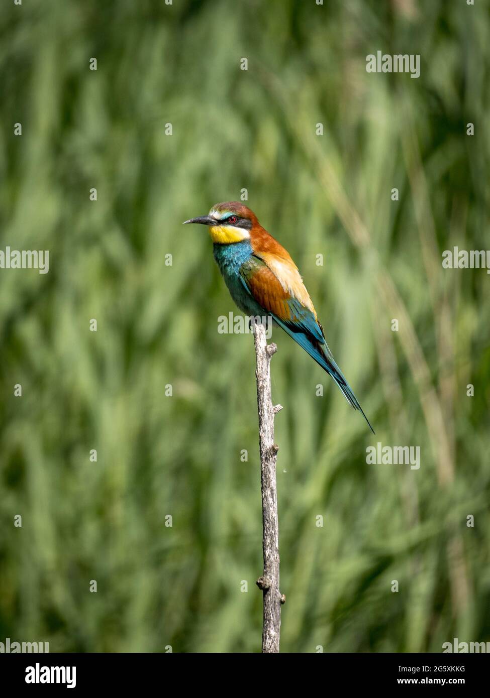 Bee-eater perched on branch Stock Photo