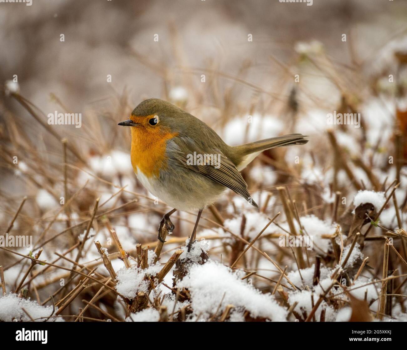 Winter robin on the ground with some snow Stock Photo
