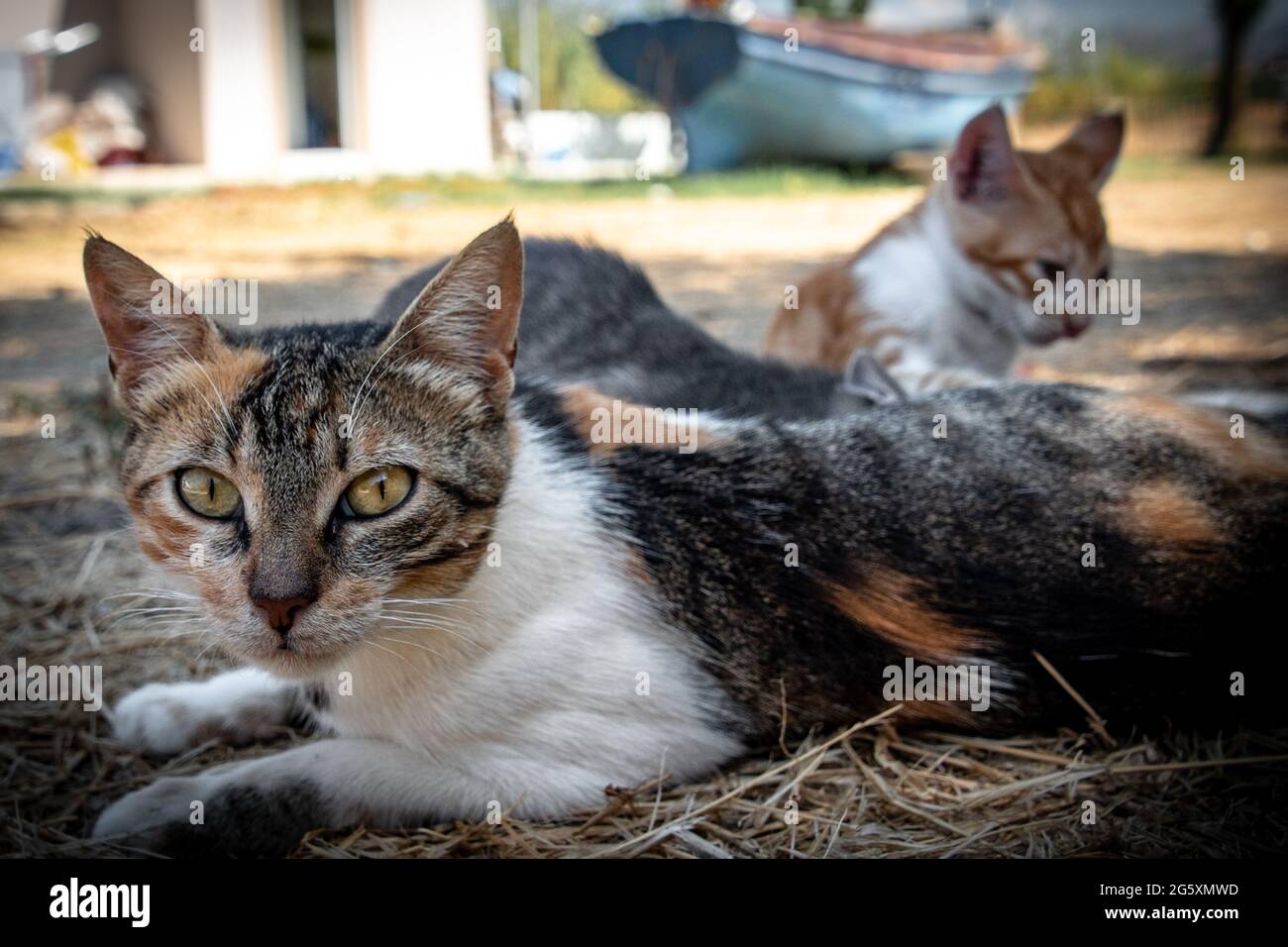 Two Agouti fur colour cats resting in the shadow Stock Photo