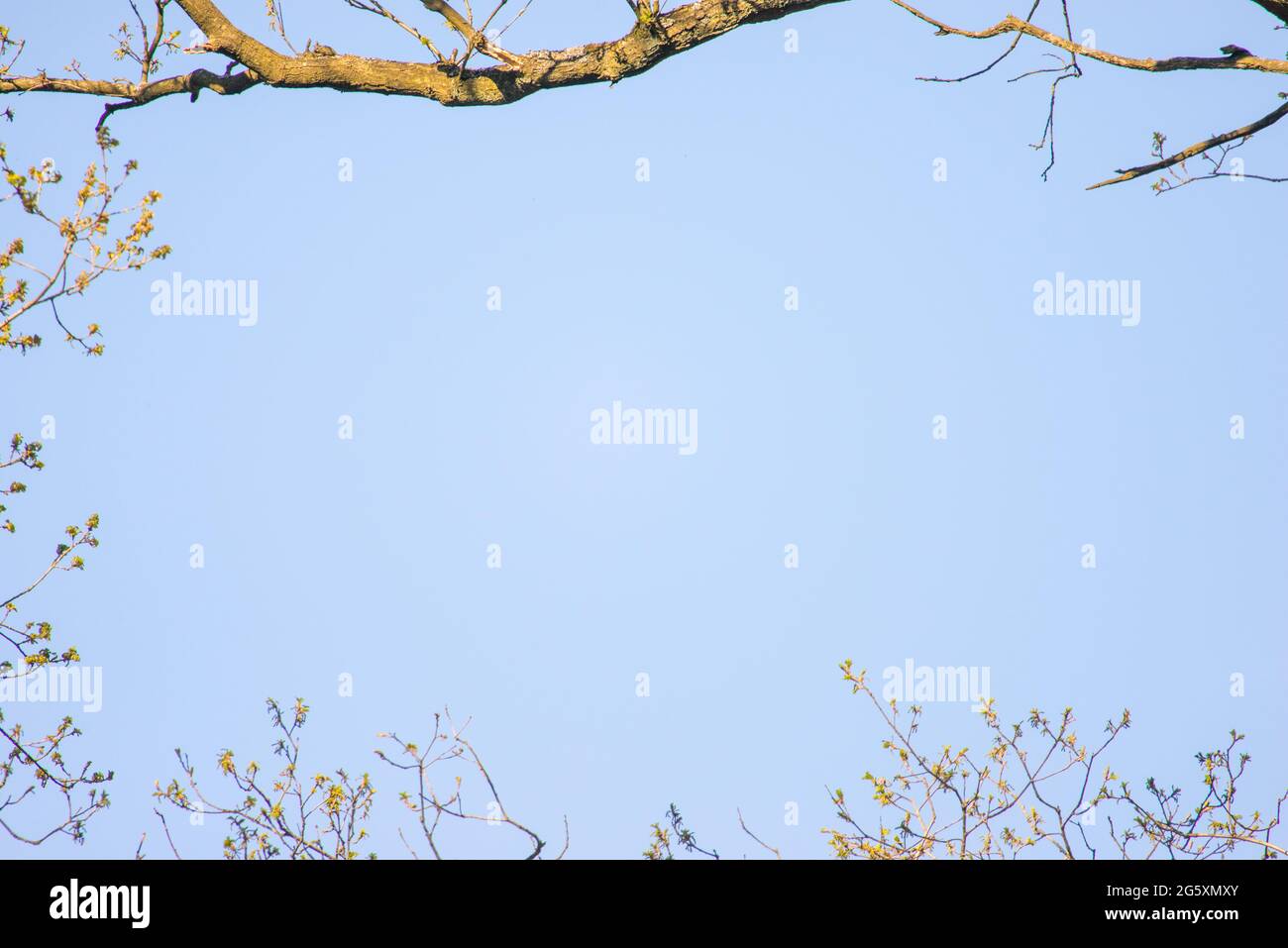 Blue sky background framed by trees on a sunny day in spring Stock Photo