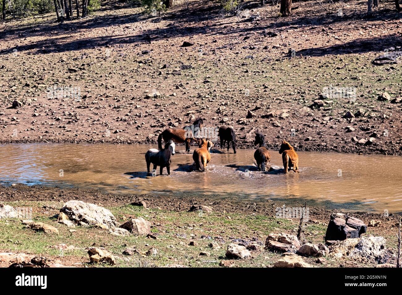 Wild horses in the river on the Kaibab Plateau, Arizona Trail, Arizona