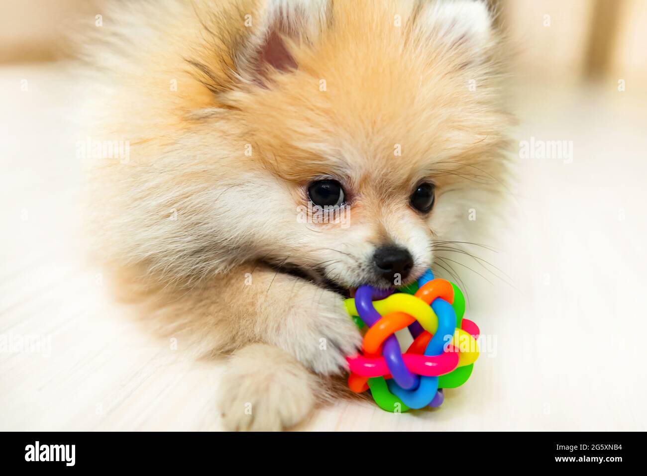 kong pomeranian