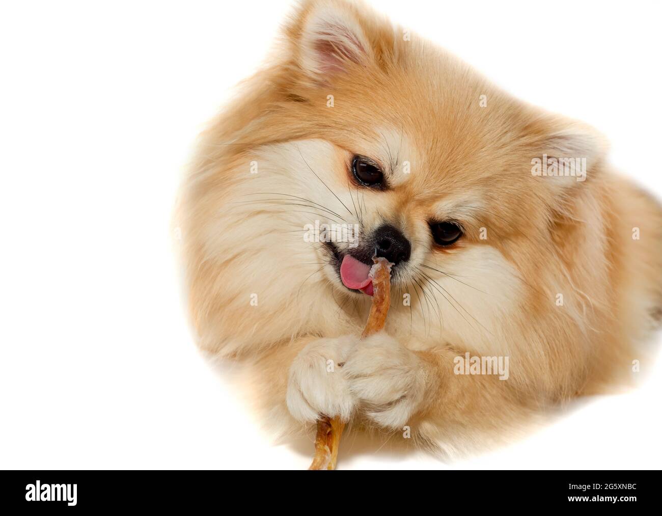 Are Bones Easily Digested By A Pomeranian